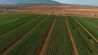 Almendros, plantones e instalaciones - Viveros Monreal SL (1)