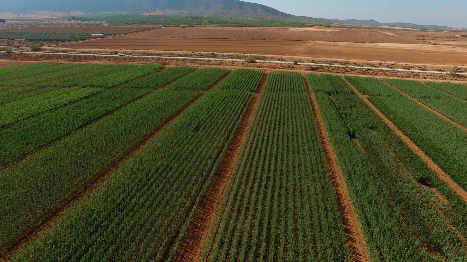 Almendros, plantones e instalaciones - Viveros Monreal SL (1)