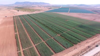 Almendros, plantones e instalaciones - Viveros Monreal SL (2)