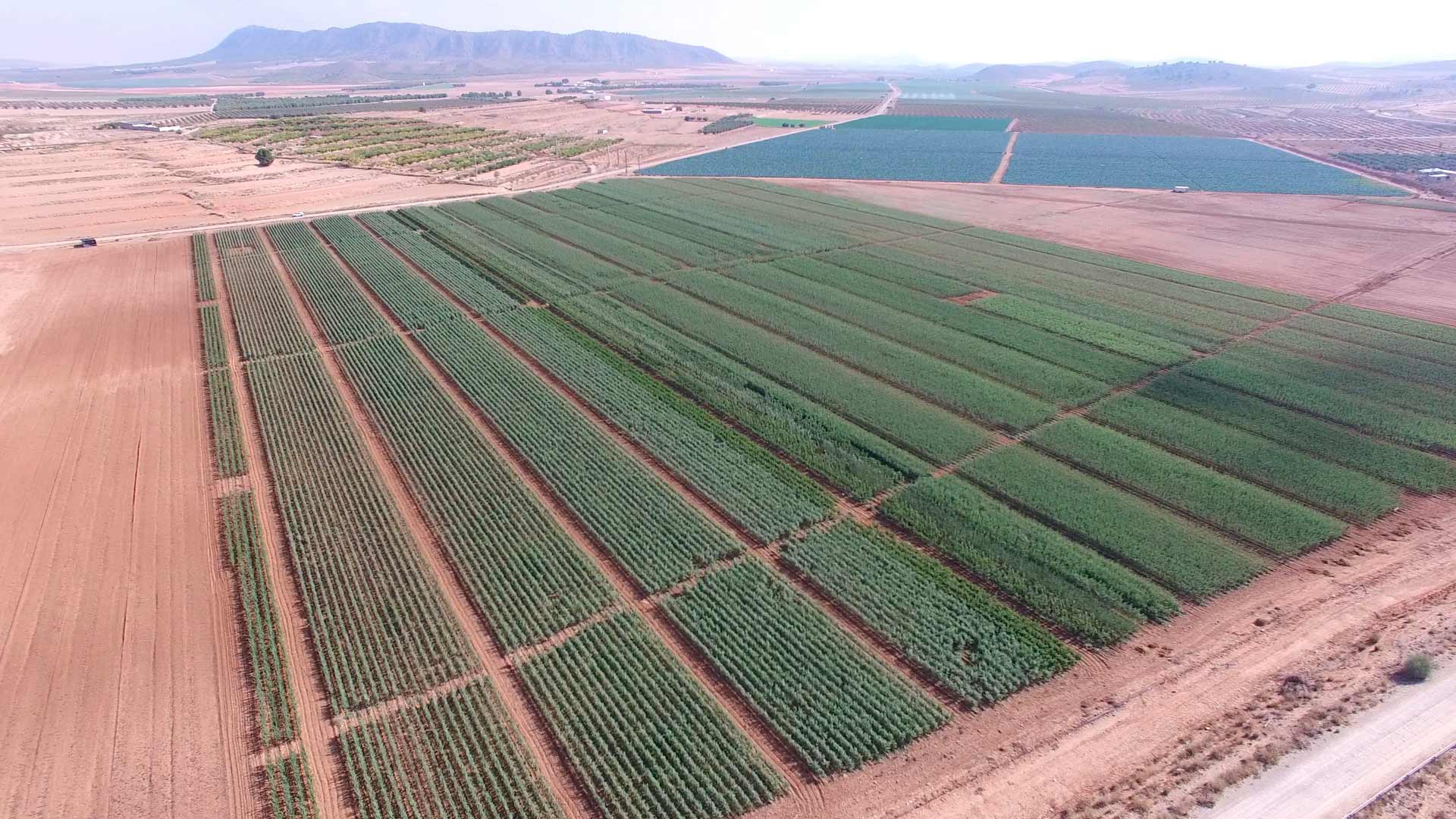Almendros, plantones e instalaciones - Viveros Monreal SL (2)