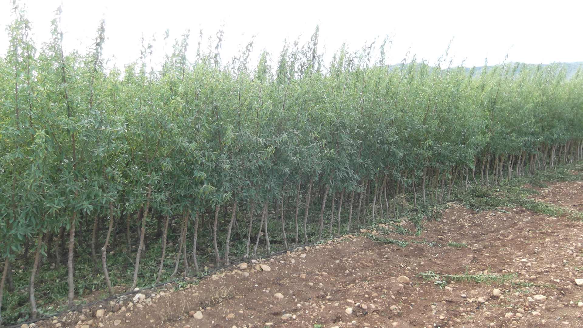 Almendros, plantones e instalaciones - Viveros Monreal SL (3)