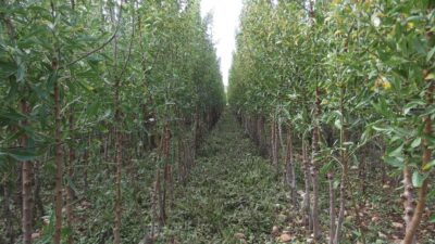 Almendros, plantones e instalaciones - Viveros Monreal SL (4)