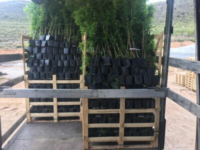 Almendros, plantones e instalaciones - Viveros Monreal SL (5)