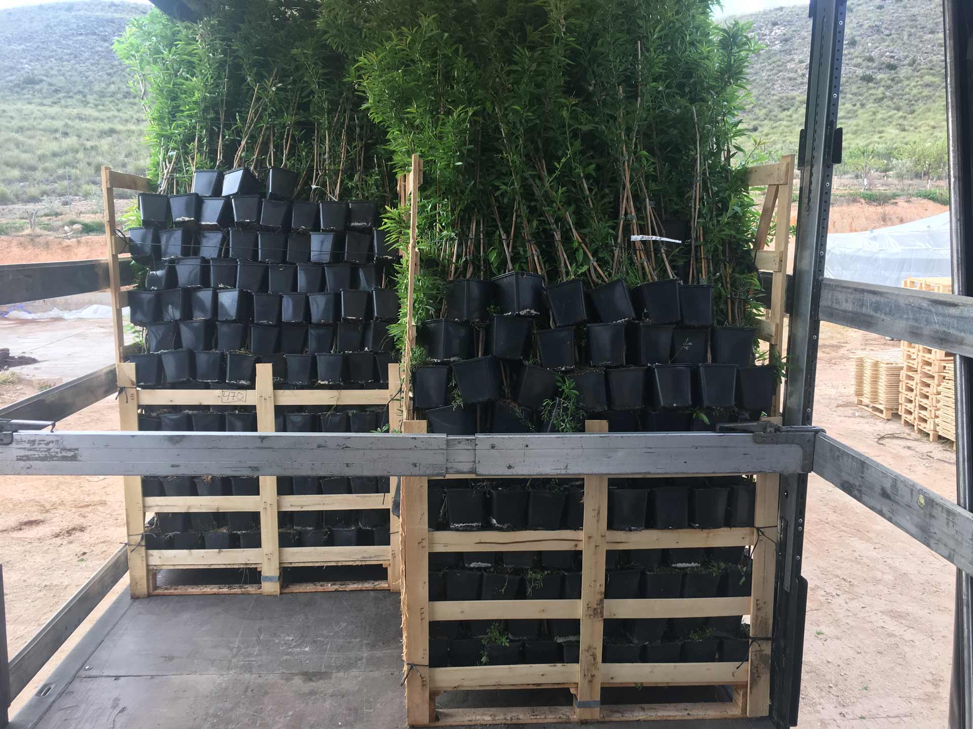Almendros, plantones e instalaciones - Viveros Monreal SL (5)