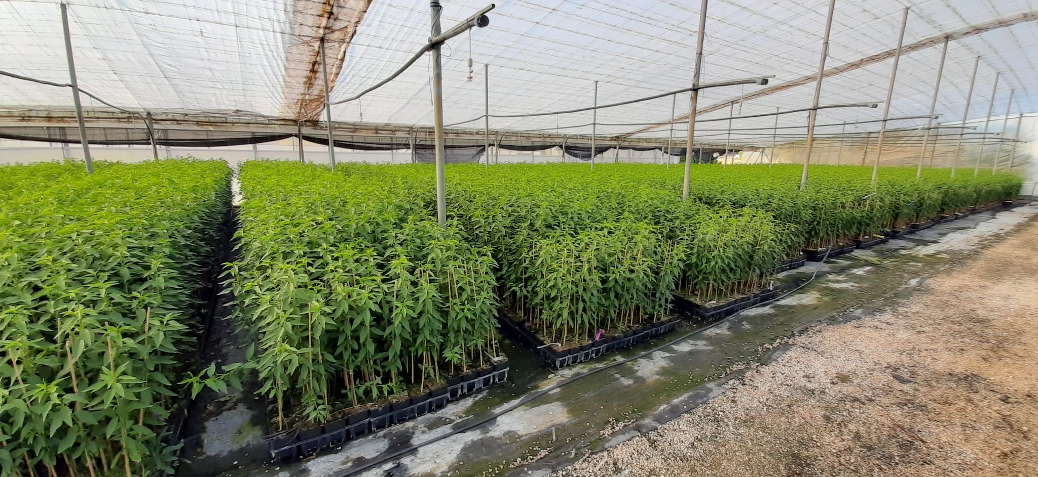 Almendros-Viveros-Monreal (1)