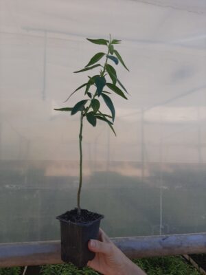 Almendros-Viveros-Monreal (3)