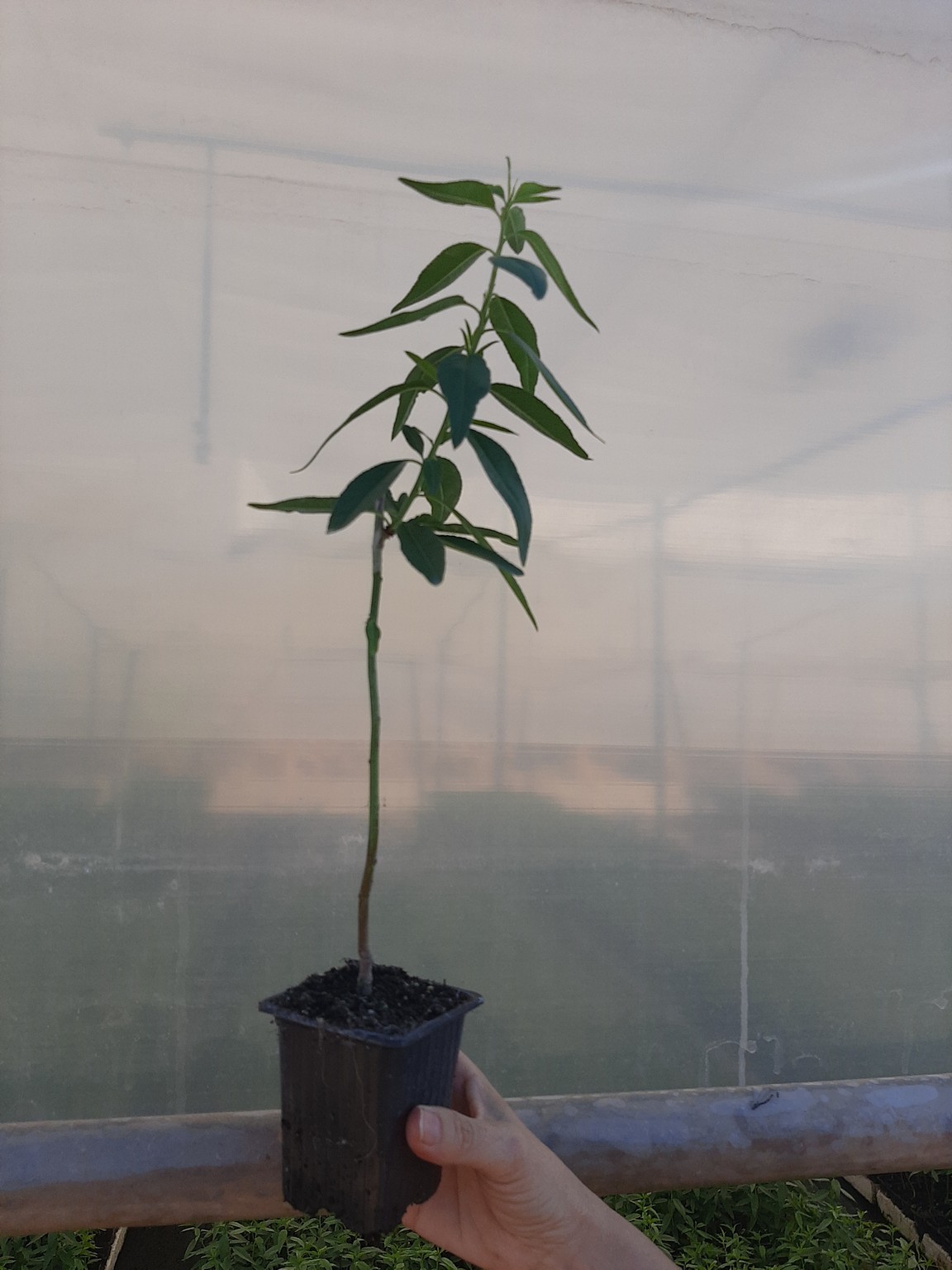 Almendros-Viveros-Monreal (3)