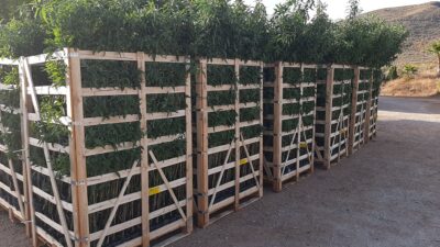 Almendros-Viveros-Monreal (4)