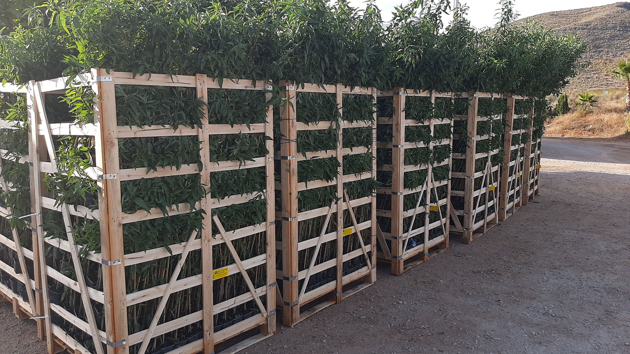 Almendros-Viveros-Monreal (4)