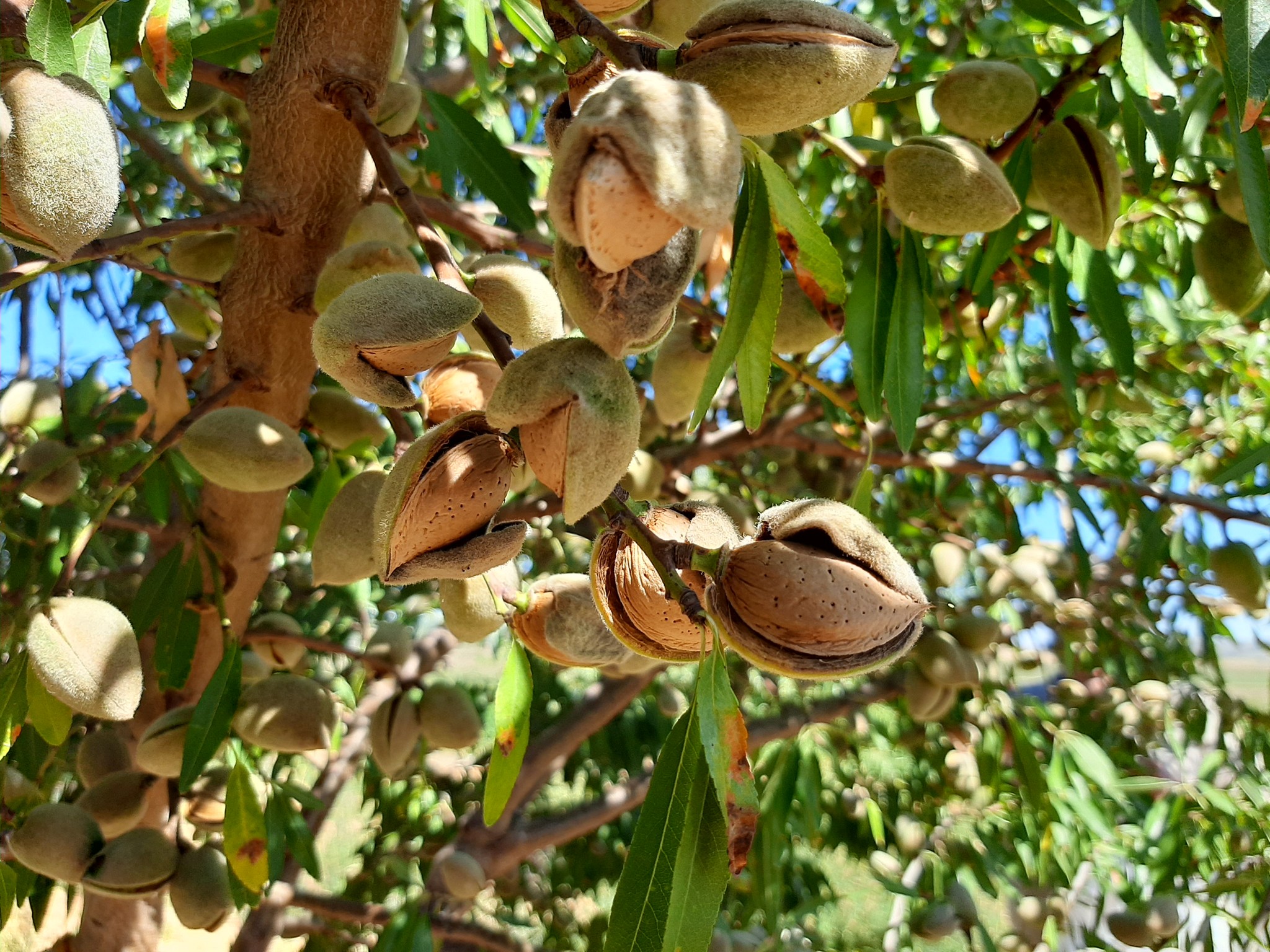 Almendros-Viveros-Monreal (5)