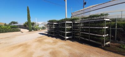 Almendros-Viveros-Monreal (6)