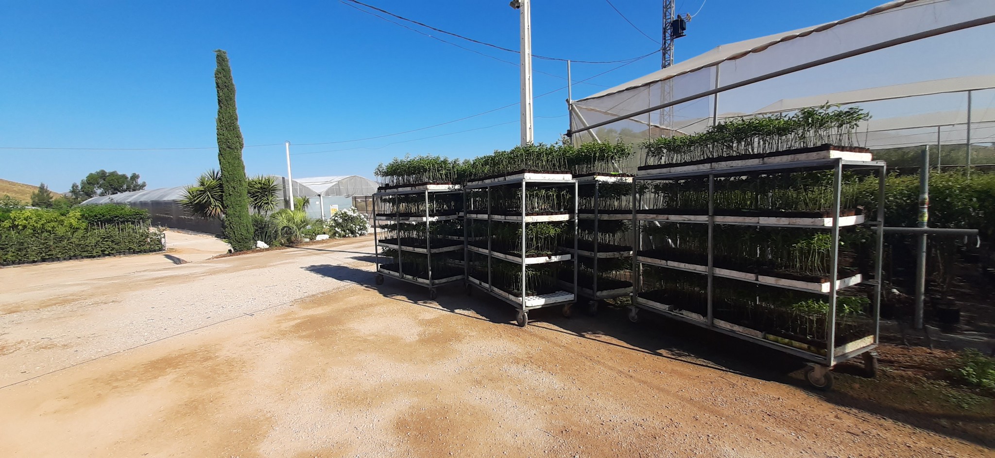 Almendros-Viveros-Monreal (6)