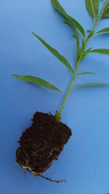 Almendros-Viveros-Monreal (7)