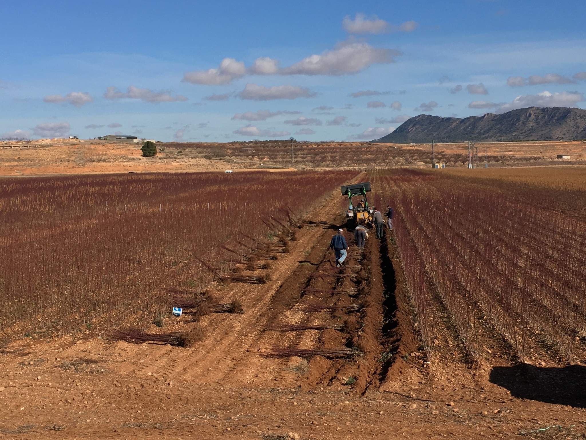 Almendros-Viveros-Monreal (8)