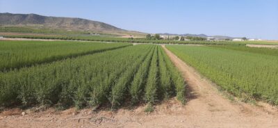 Almendros-Viveros-Monreal (9)