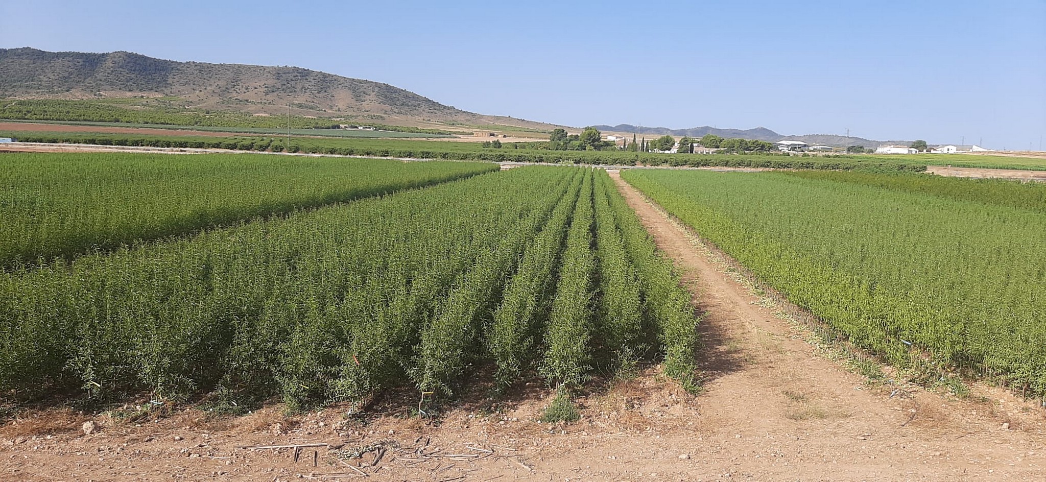 Almendros-Viveros-Monreal (9)