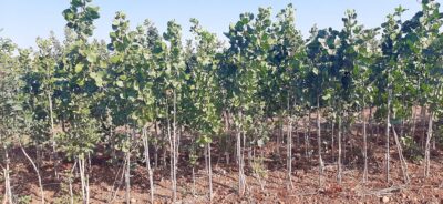 pistachos-viveros-monreal (3)