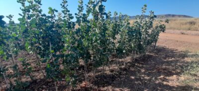 pistachos-viveros-monreal (4)