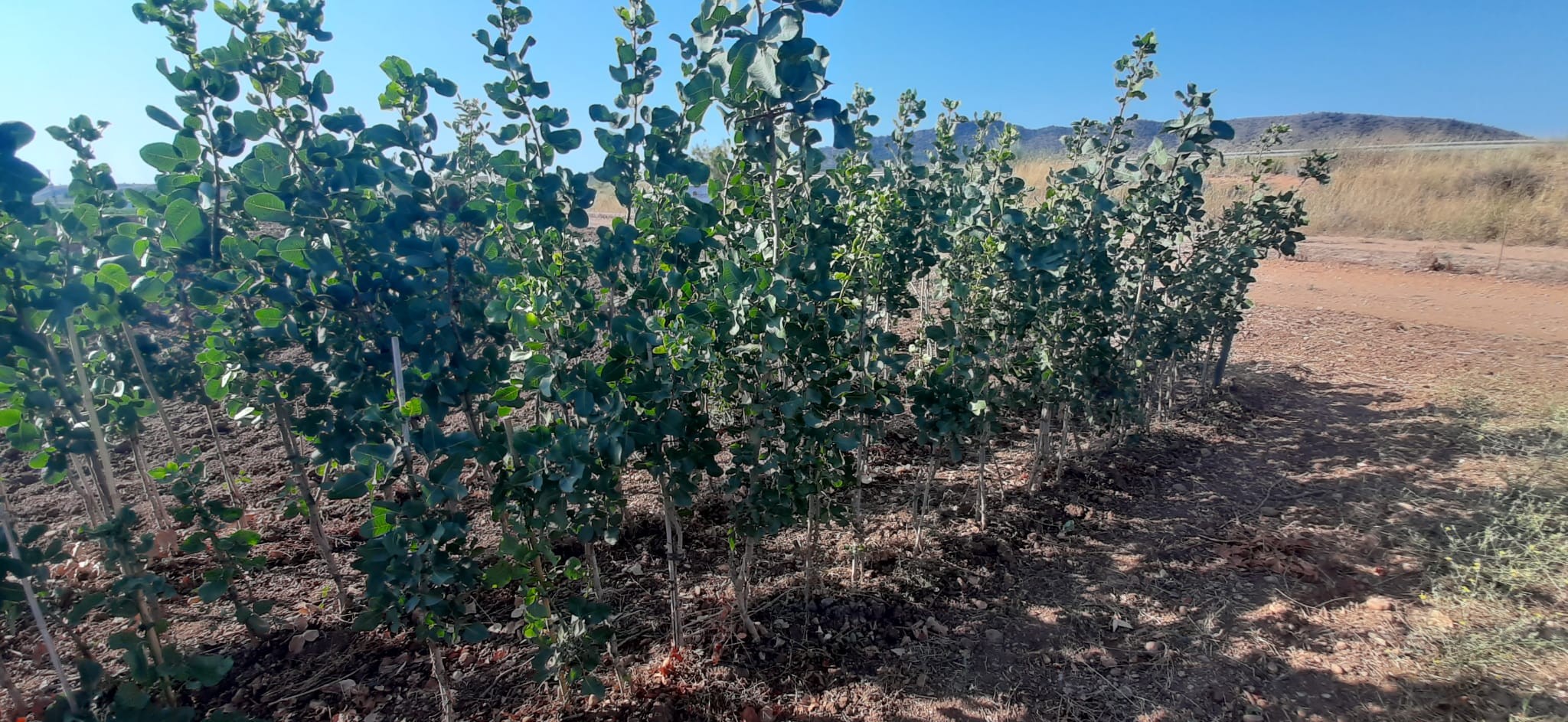 pistachos-viveros-monreal (4)